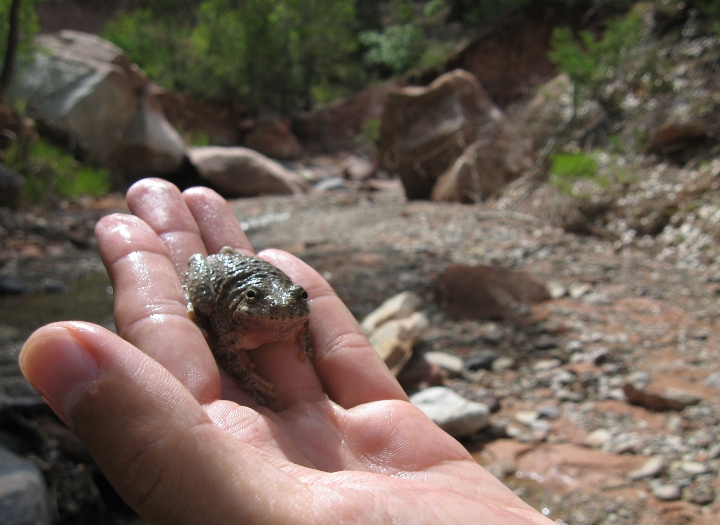 Canyon Tree Frog